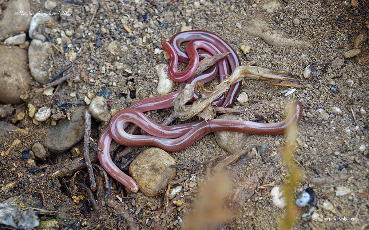 Червеобразная слепозмейка (Xerotyphlops vermicularis) | Пикабу