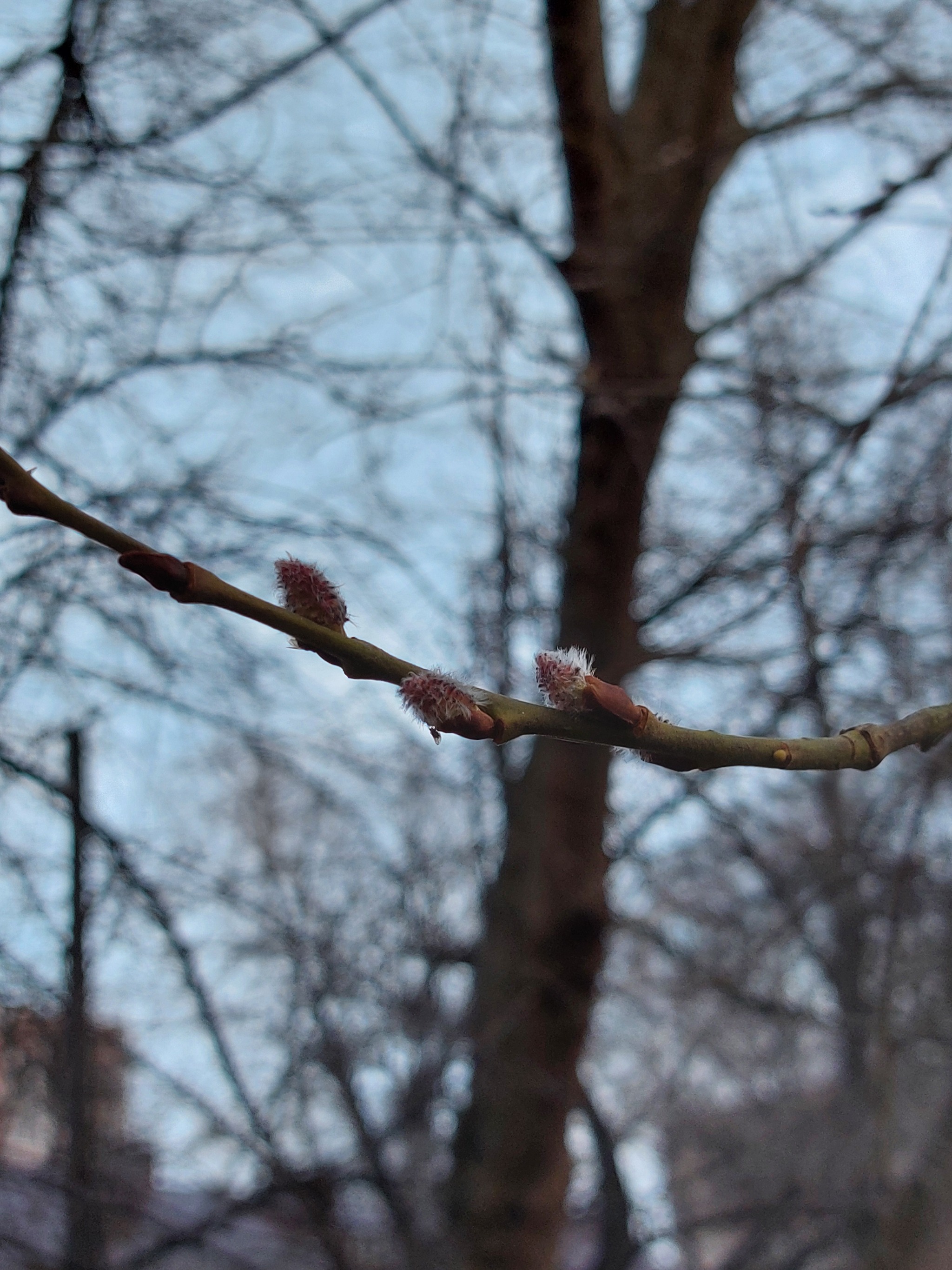 Повеяло весной | Пикабу