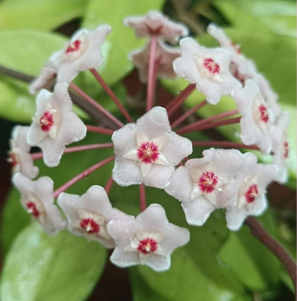 Хойя Мясистая, восковой плющ (Hoya Carnosa)