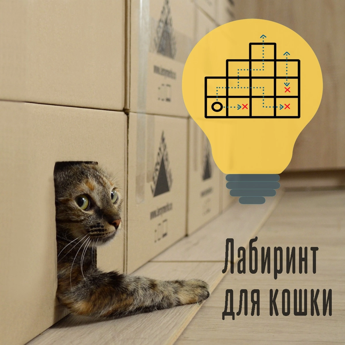 Лабиринт для кошки | Пикабу