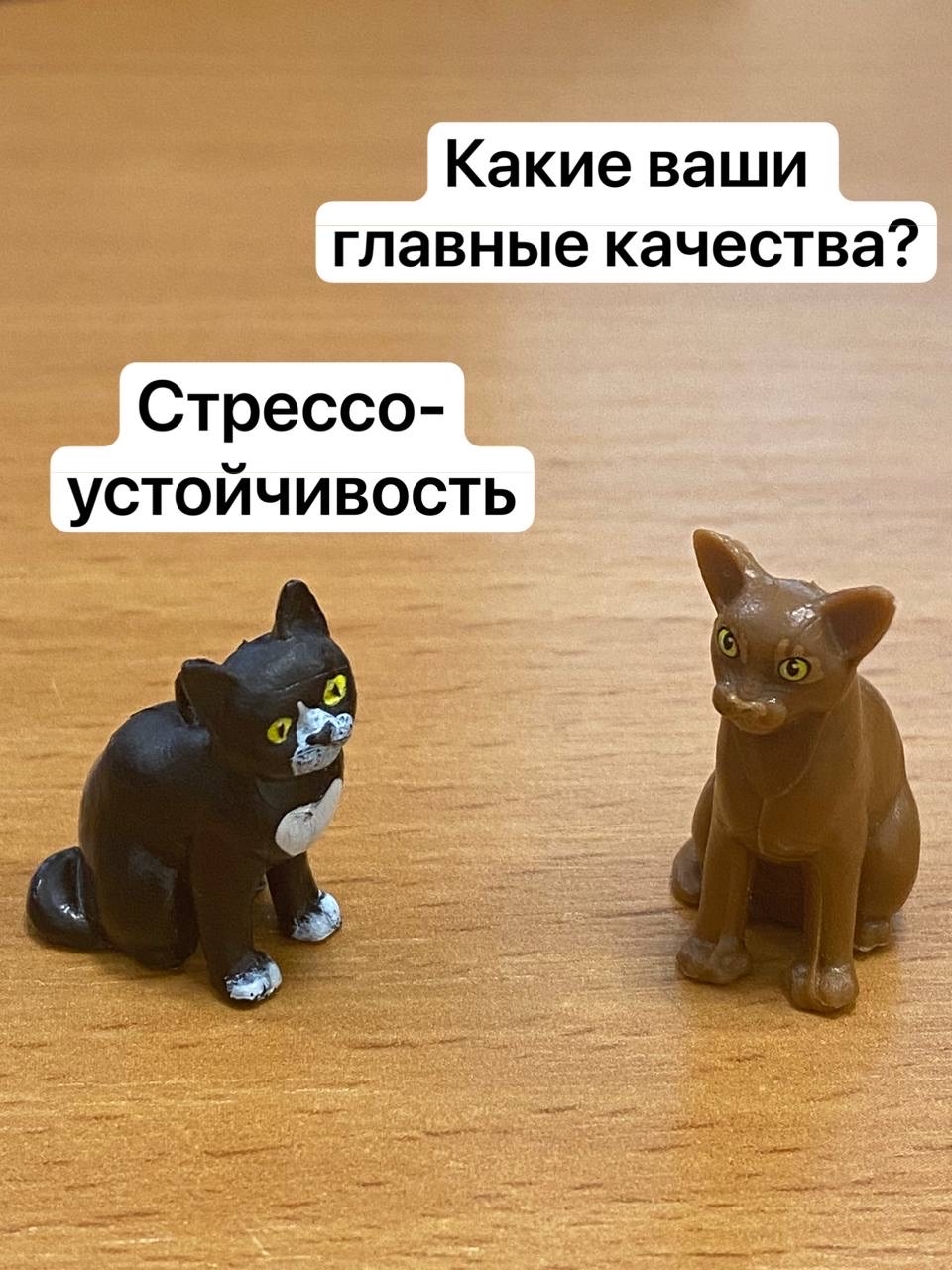 Как проходило собеседование кота Арсения | Пикабу