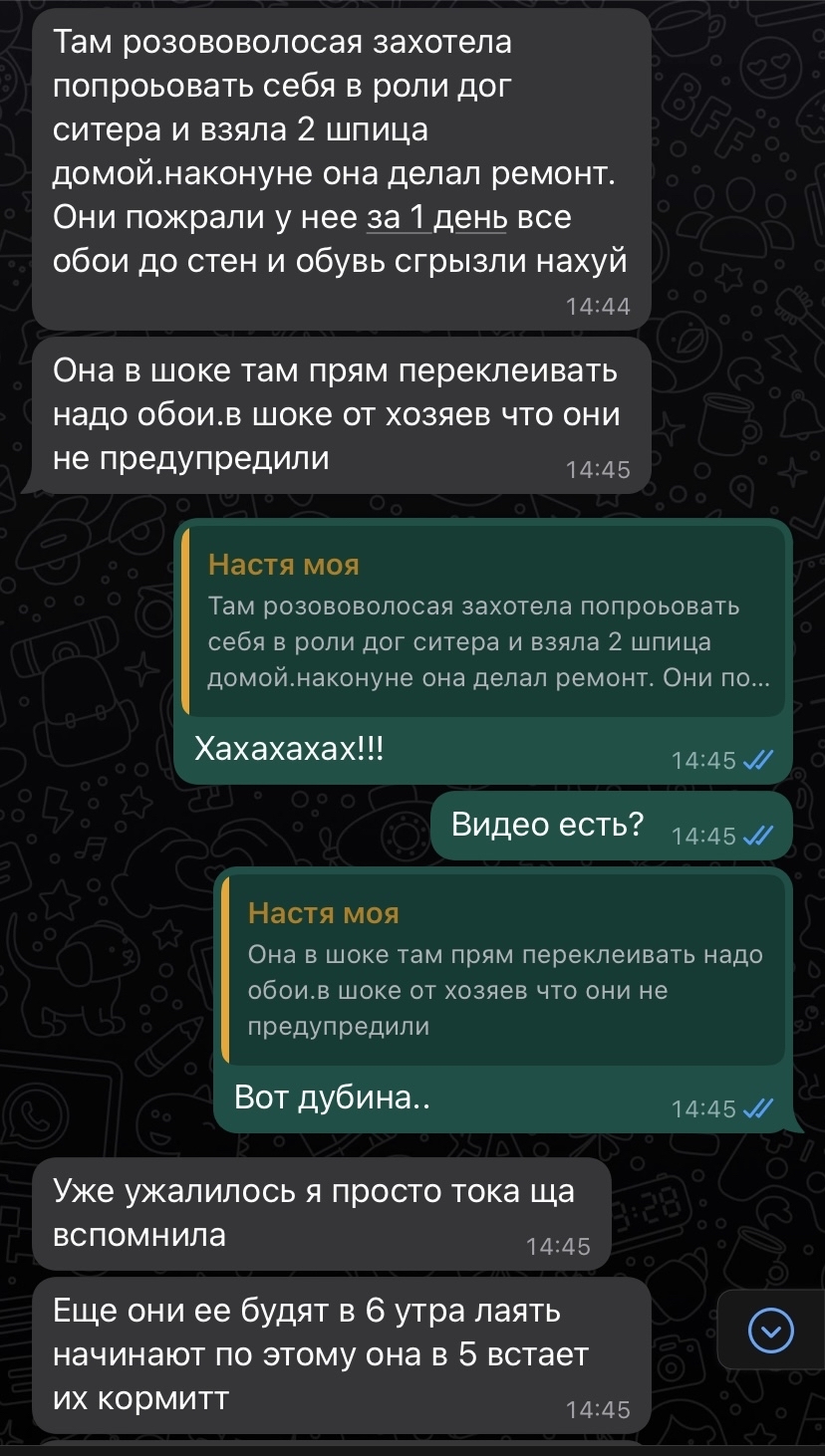 Дог ситер | Пикабу