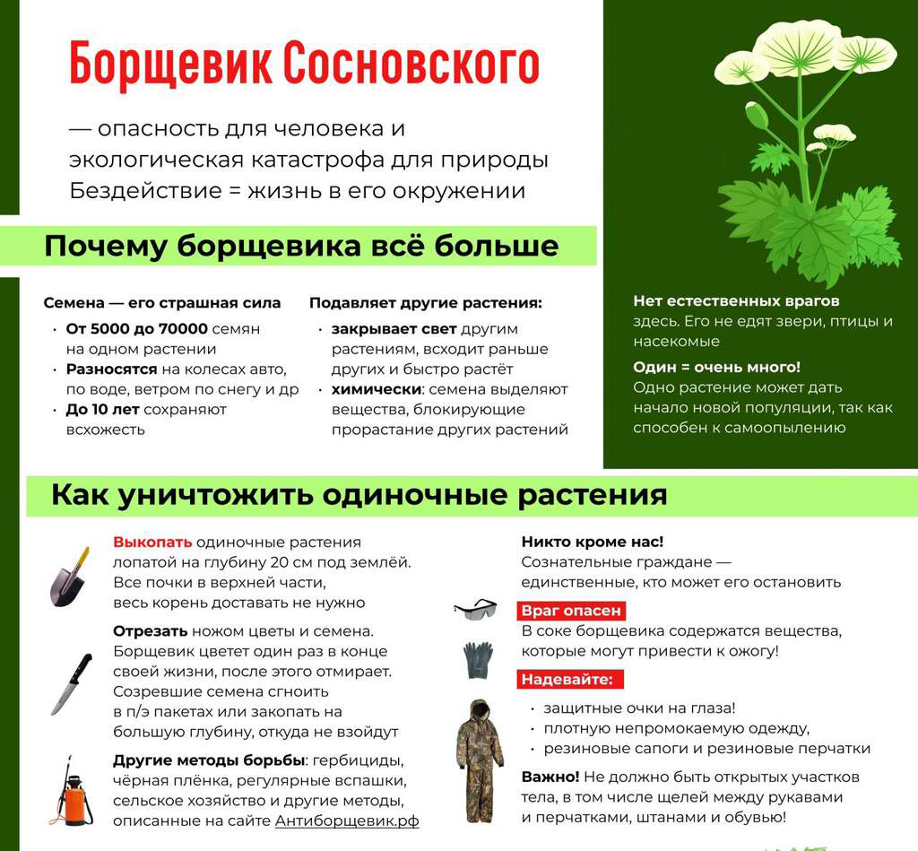 Еще раз про борщевик | Пикабу
