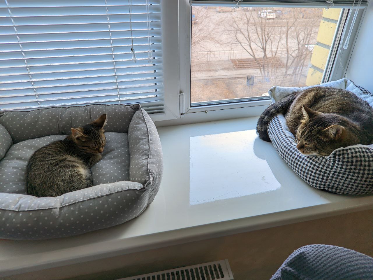 Котий сон-час | Пикабу