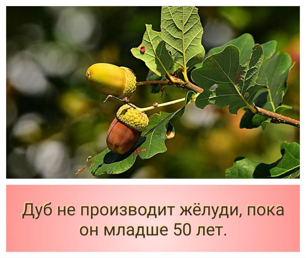 5 фактов о дубе | Пикабу