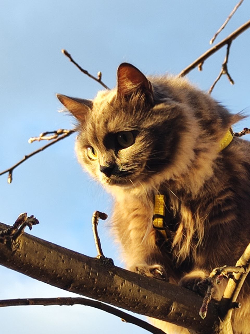 Фоточки-Кошечки | Пикабу