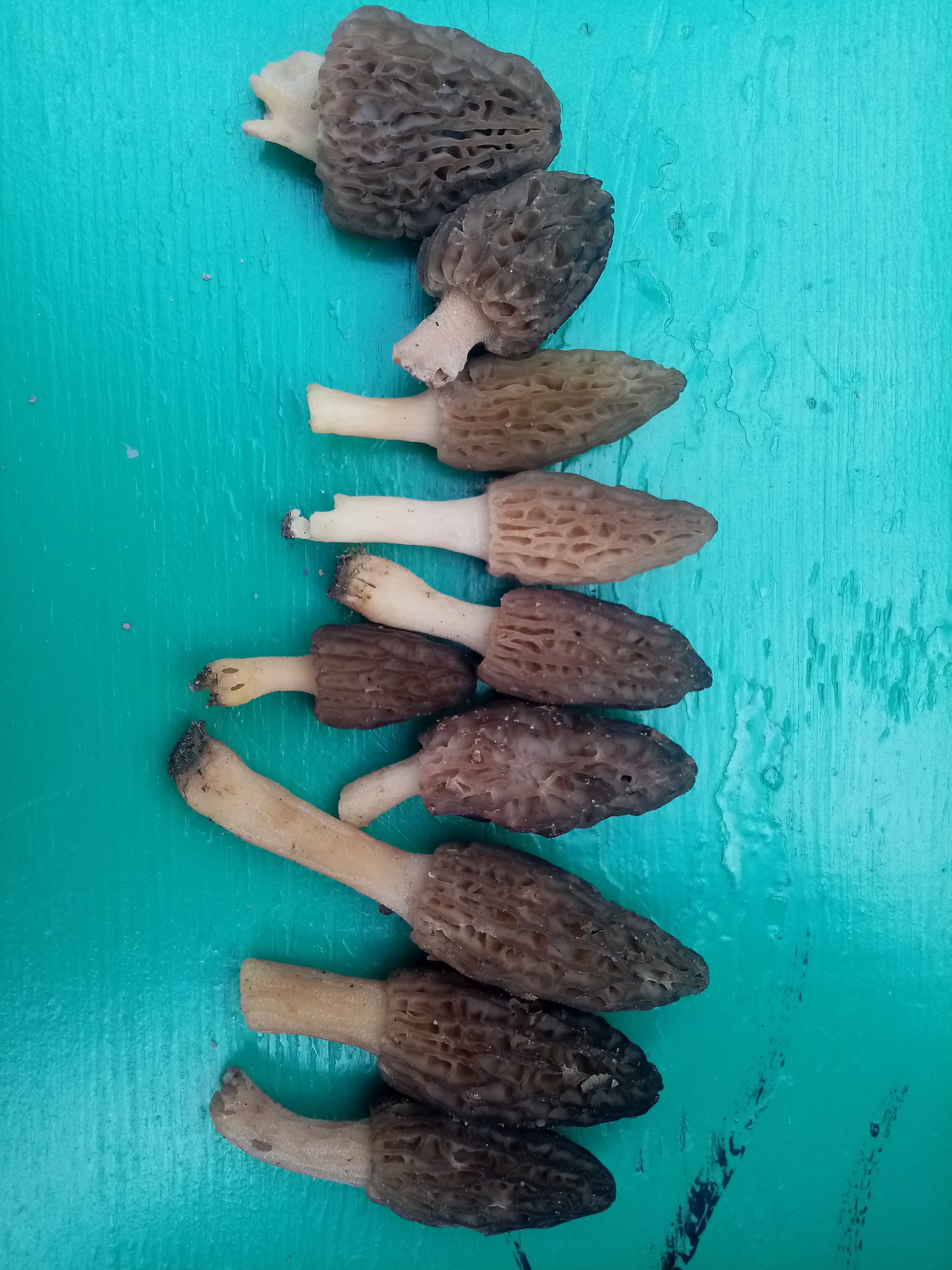 Это сморчки? Внутри полые | Пикабу