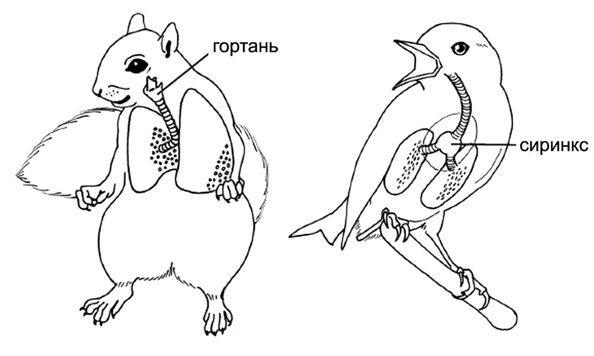 Этот простой вопрос требует профильных знаний: Как птицы могут говорить и  петь, если у них нет губ и голосовых связок? | Пикабу