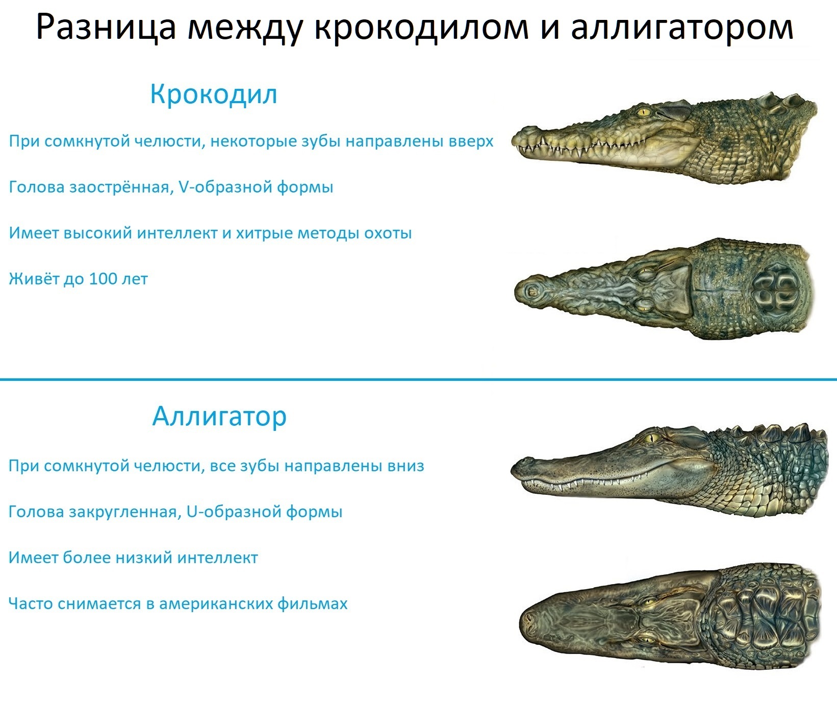 Как отличить крокодила от аллигатора | Пикабу