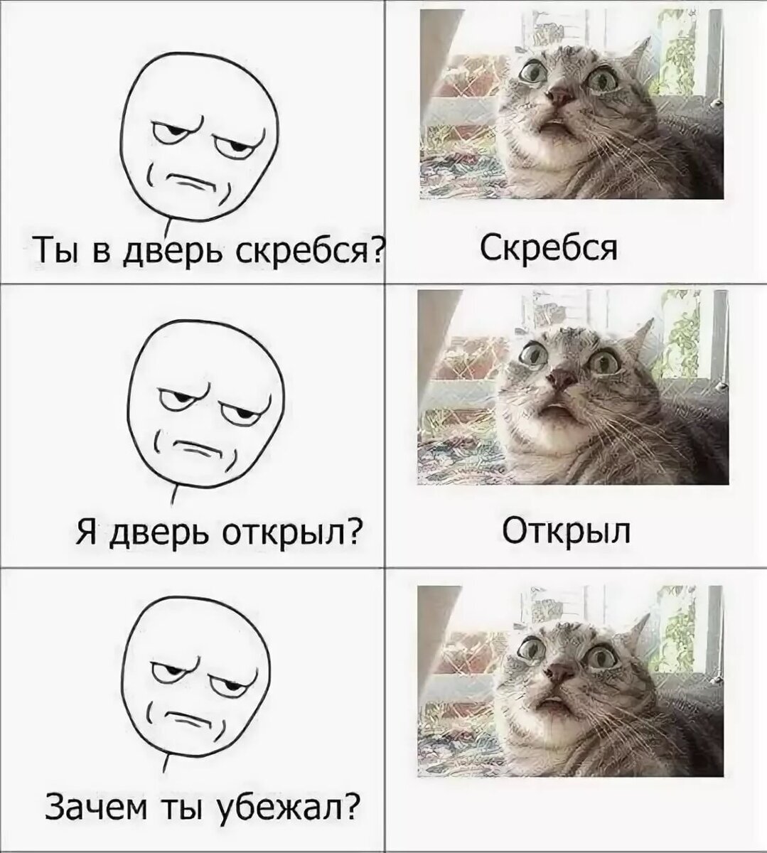 Котиное непостоянство | Пикабу