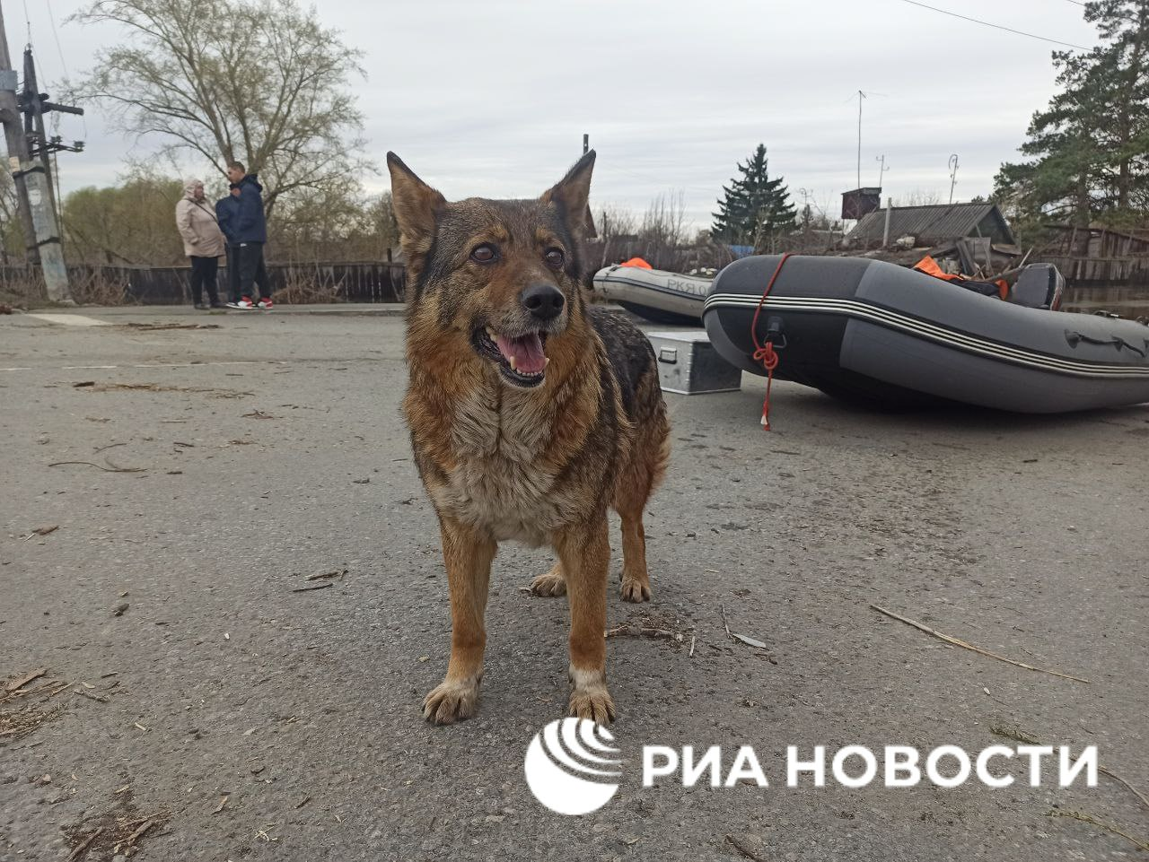 Сотрудники МЧС четыре раза спасали из зоны затопления в Кургане одного и  того же пса | Пикабу