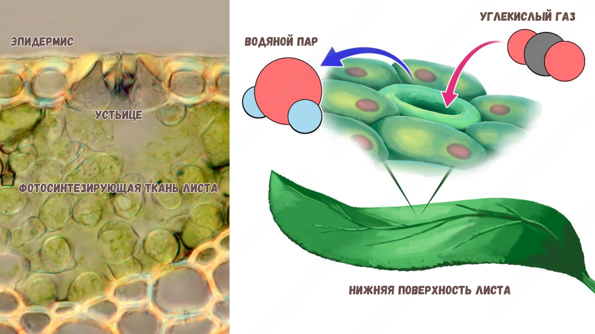 Газообмен у растений | Пикабу