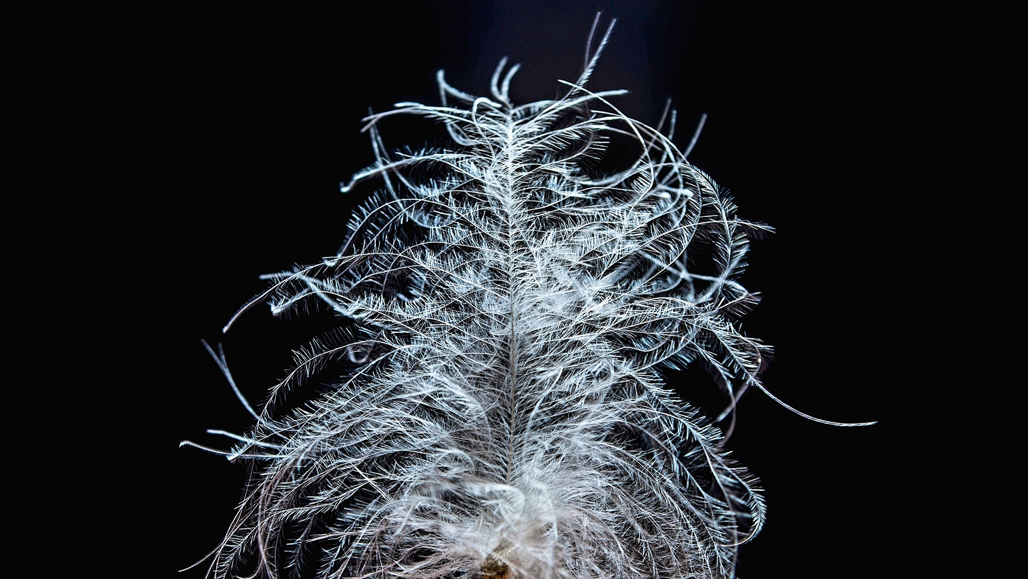 Птичий пух | Пикабу