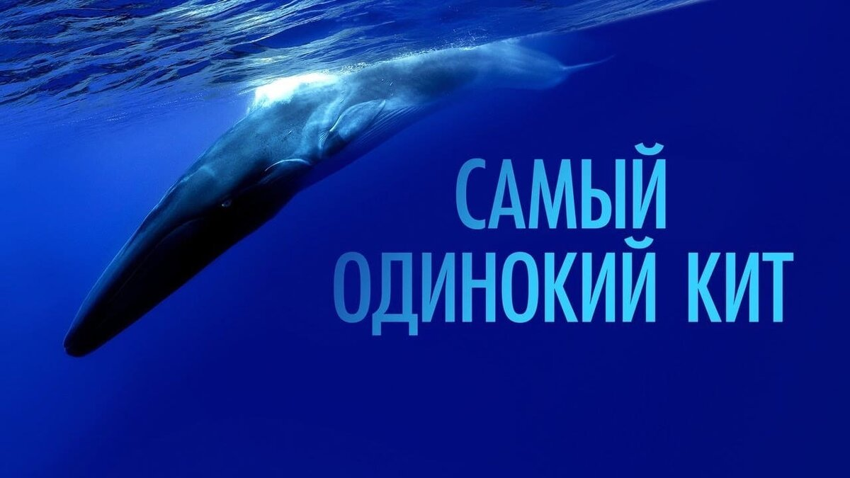 Загадочный Кит-52 герца: Самое одинокое существо на нашей планете. Вот его  история | Пикабу