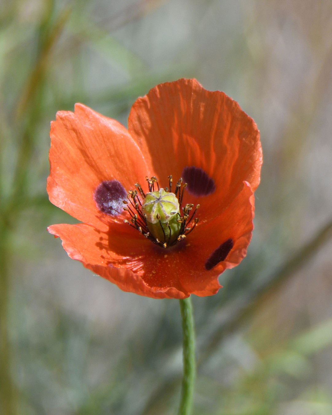 Началось! | Пикабу