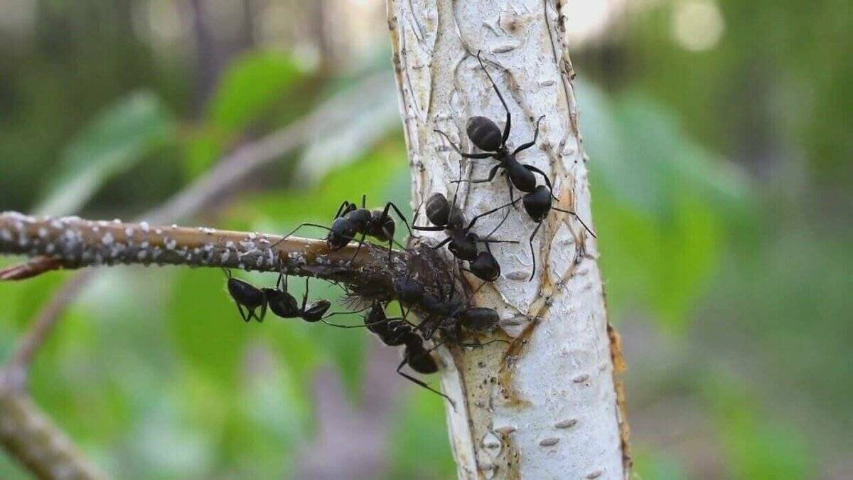 Макрохелес Реттенмейера: Клещ, который заменяет муравью часть ноги.  Поразительные взаимоотношения насекомых | Пикабу