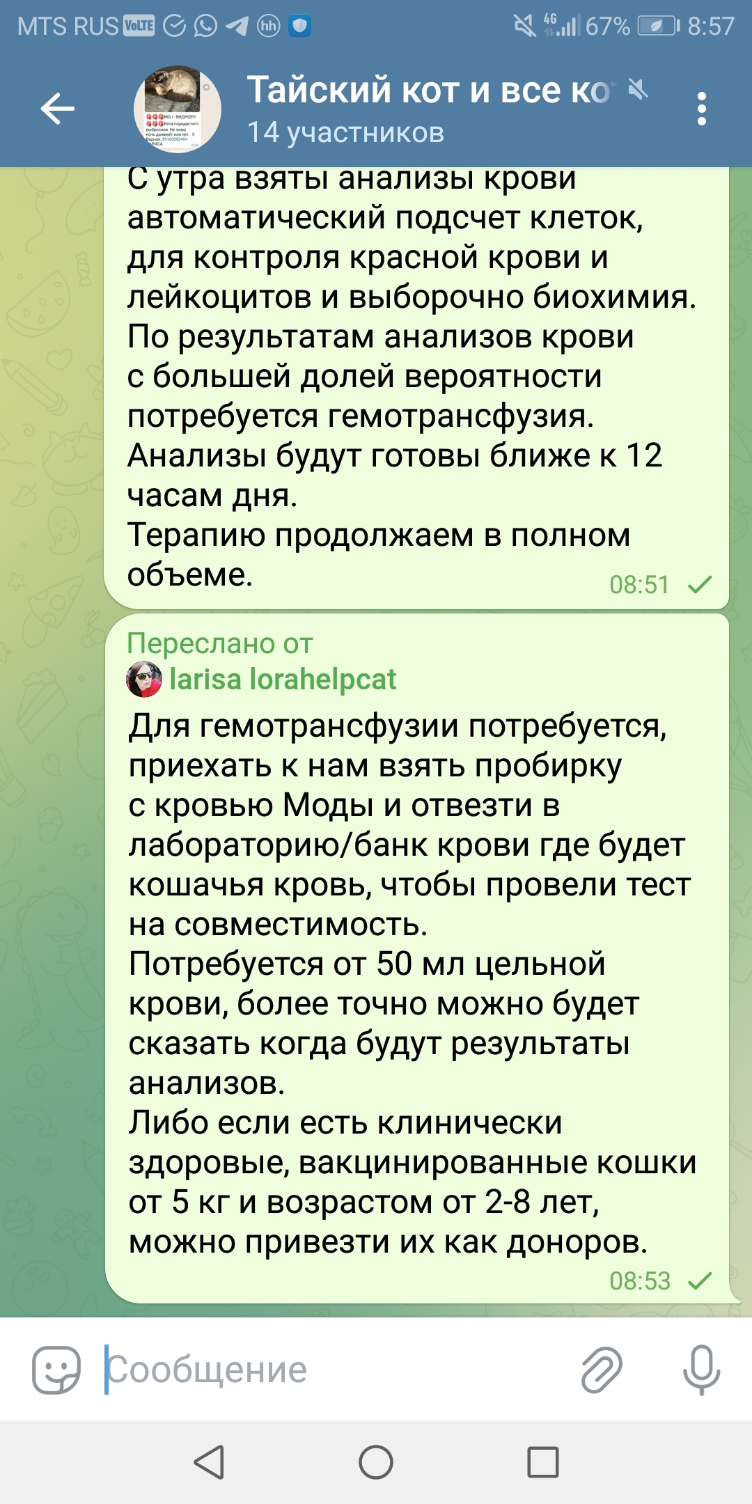 Ищу кошачьего донора для кошечки Моды. Нужно переливание крови. Лейкоз и  фип | Пикабу