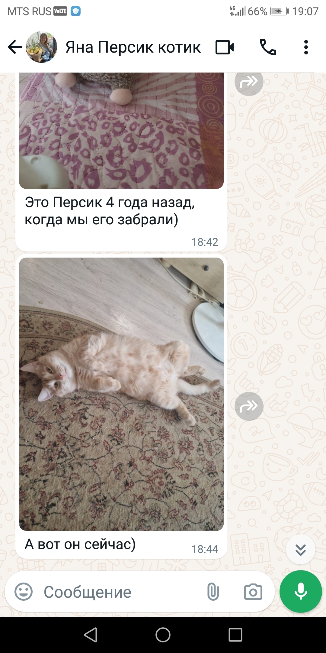 Кошечке Моде (лейкоз и ФИП) помогают котики, которым я нашла дом. Спасибо |  Пикабу