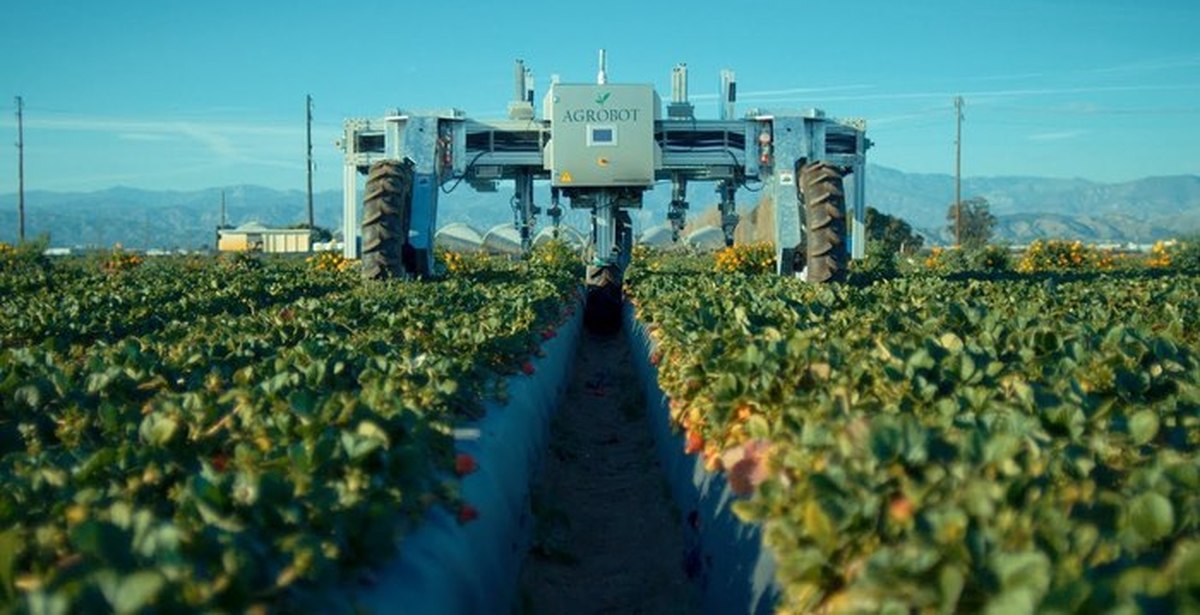 Ии в сельском хозяйстве. Agrobot sw6010. Сбор урожая клубники Агробот Испания. Роботы в сельском хозяйстве. Роботы для сбора урожая.