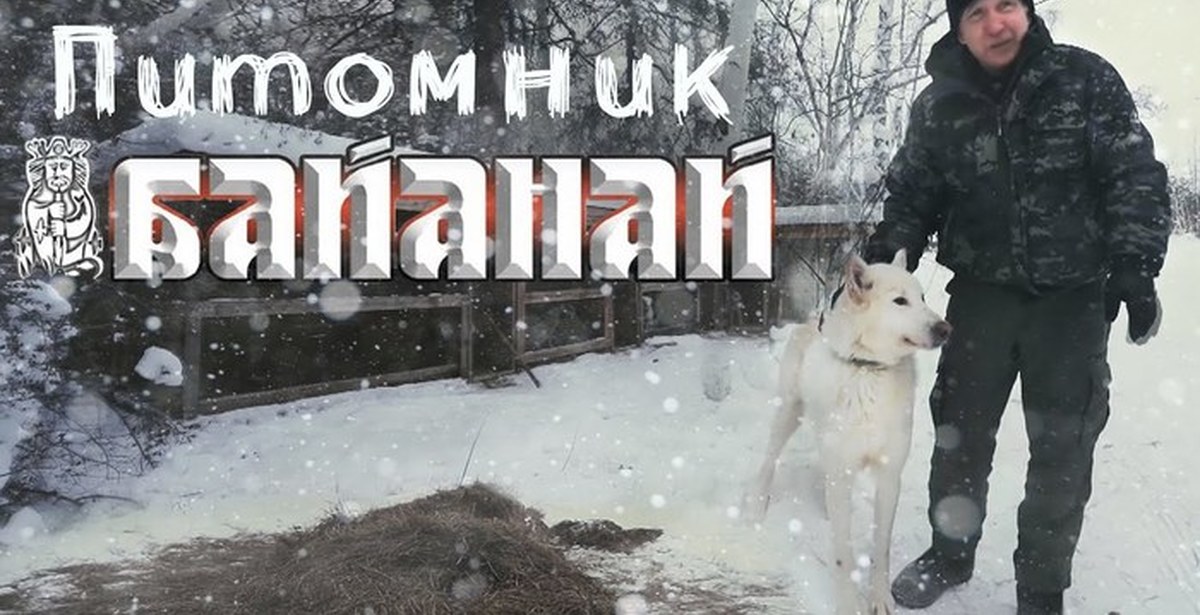 Курцхаар крапчатый окрас. Лесной охотник питомник русский спаниель. Курцхаар ркф. Пегий спаниель. Такса стандартная тигровая.