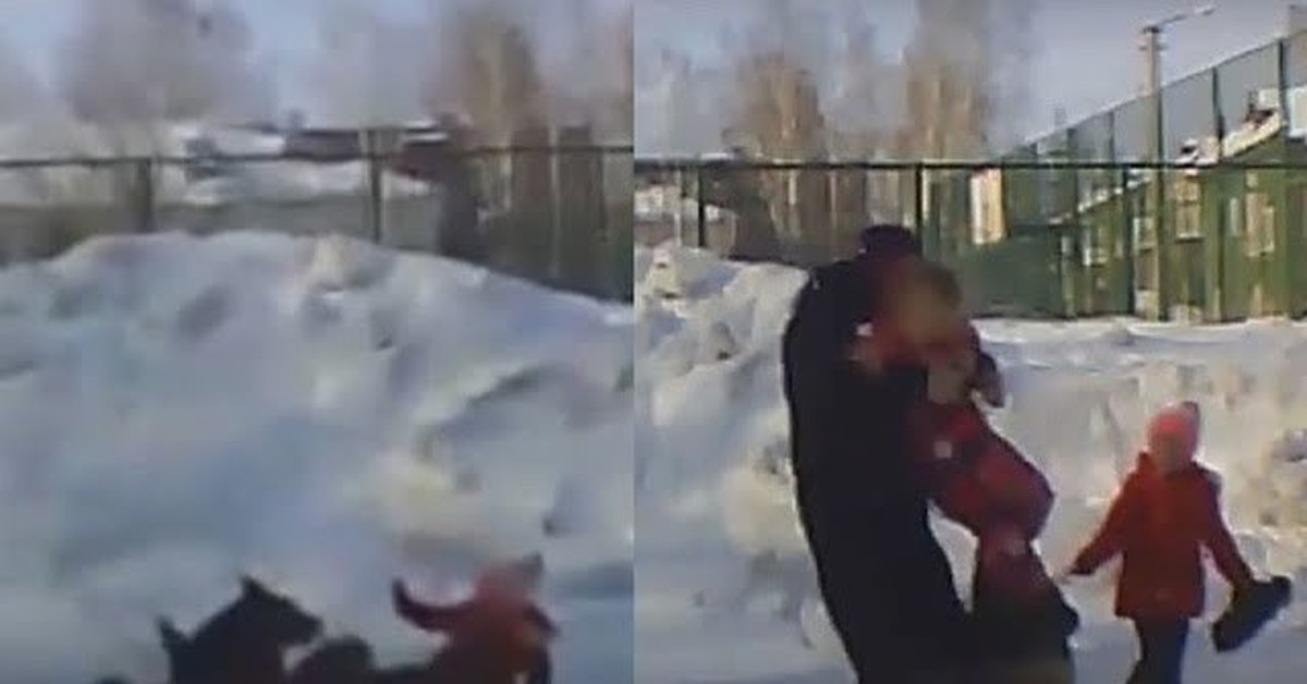 Нападение стаей. Собака напала на ребенка в Новосибирске.
