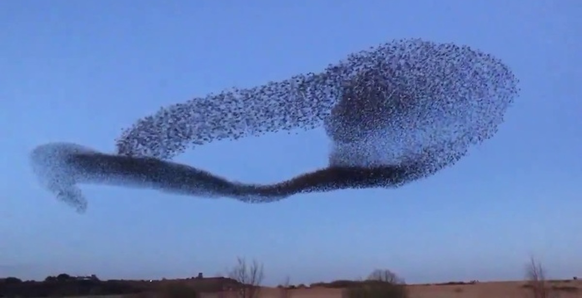 Мурмурация что это такое простыми. Мурмурация рыб. Мурмурация что это такое простыми. Мурмурация что это такое простыми. Мурмурация птиц.