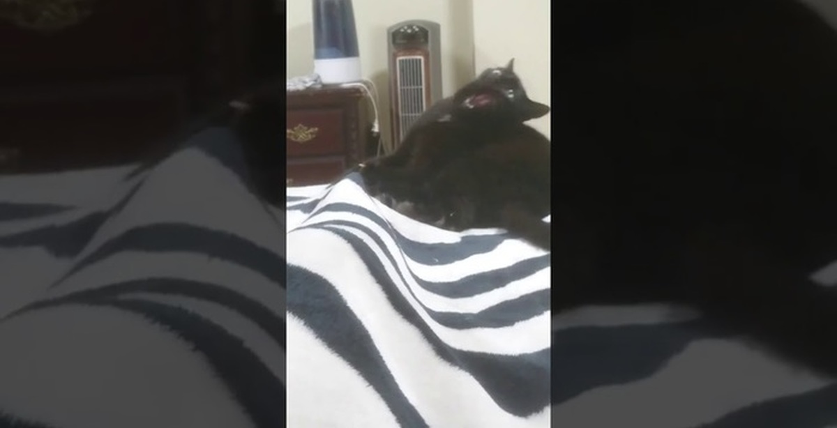 С размаху | Пикабу