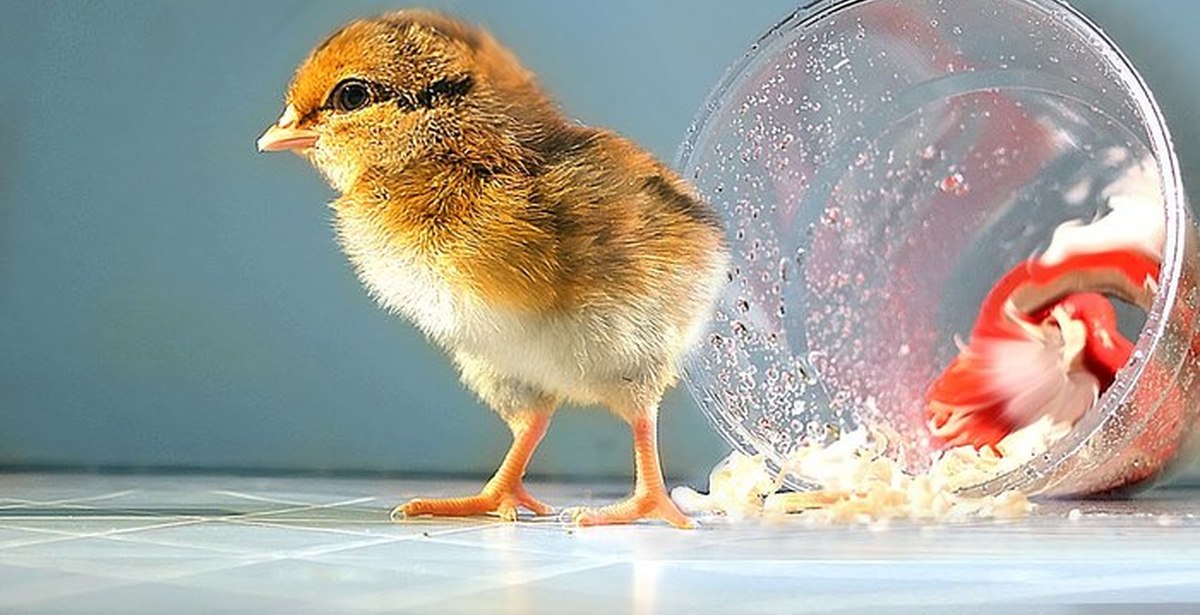 Фото развития цыпленка. Птенец в яйце.