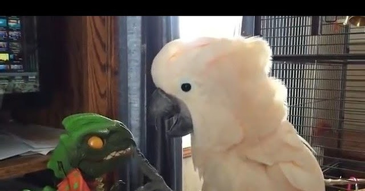 Ленинградский зоопарк игрушки. Попугай вставляет бумагу в хвост. Что делает этот попугай. Попугай хвост из бумаги. Курчавые волнистые попугаи.