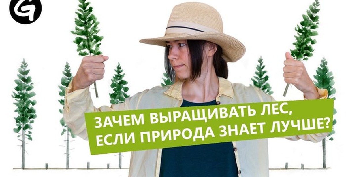 Зачем отращивают. Forestforum - Лесной канал Гринпис.