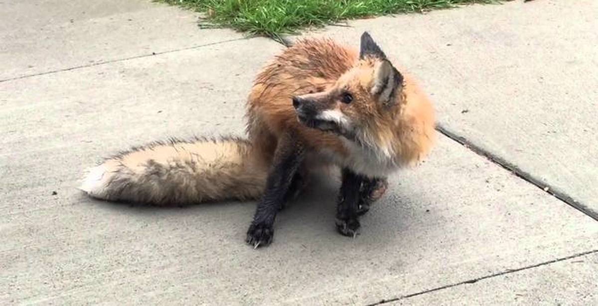 Видео fox