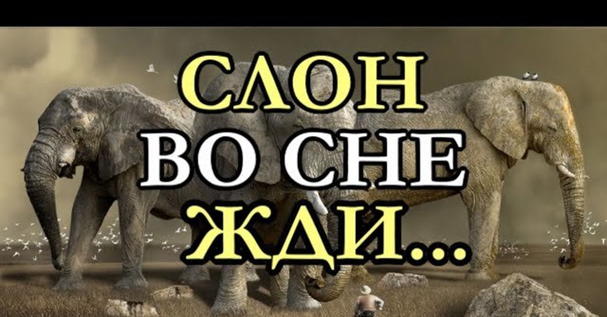 Что означают слоны во сне