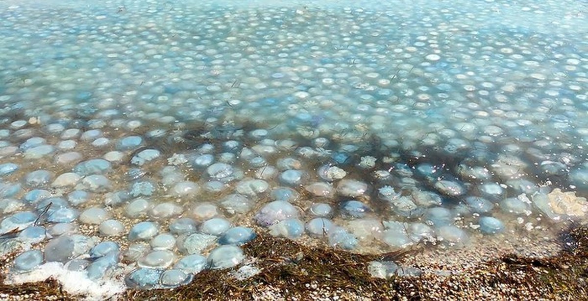 Вода в азовском море в июле