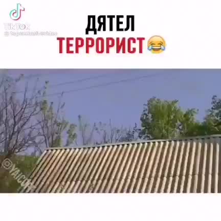 Дятел стучит по крыше дома