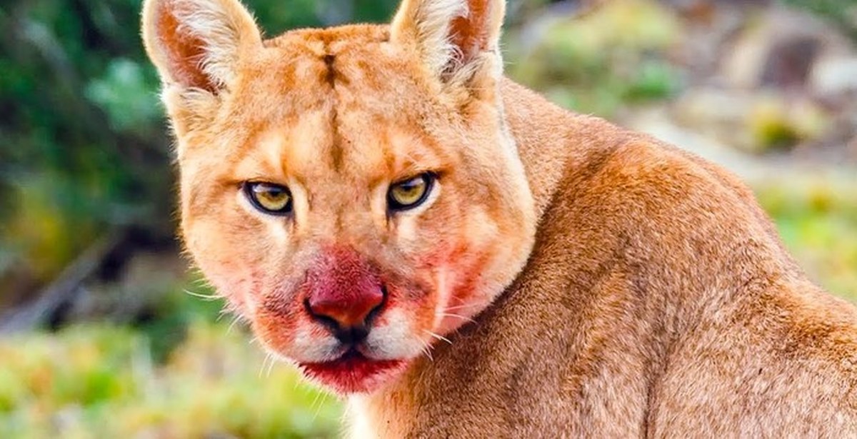 Идрис эльба 2022. Животное русский трейлер. Фантастические твари 2 зуву. Животное русский трейлер. Школа магических зверей 2021.