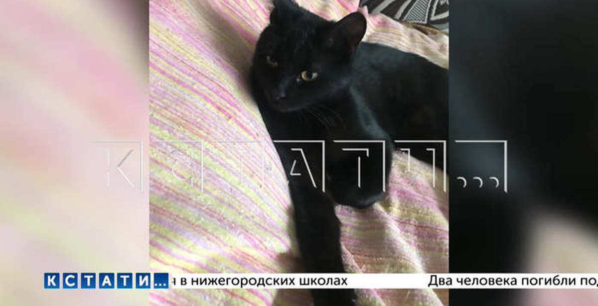 Кошка скинула котят. Зумеры сбросили котенка извинения. Издевательства над котенком. Выброшенная кошка с котятами. Коты это жидкость.