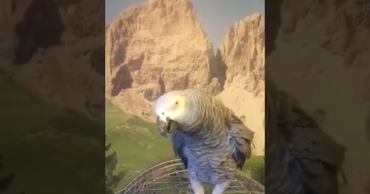 попугай кукарача. поющие попугаи видео. попугай поет песню. попугай поет темная ночь. попугай поёт тёмная ночь видео.