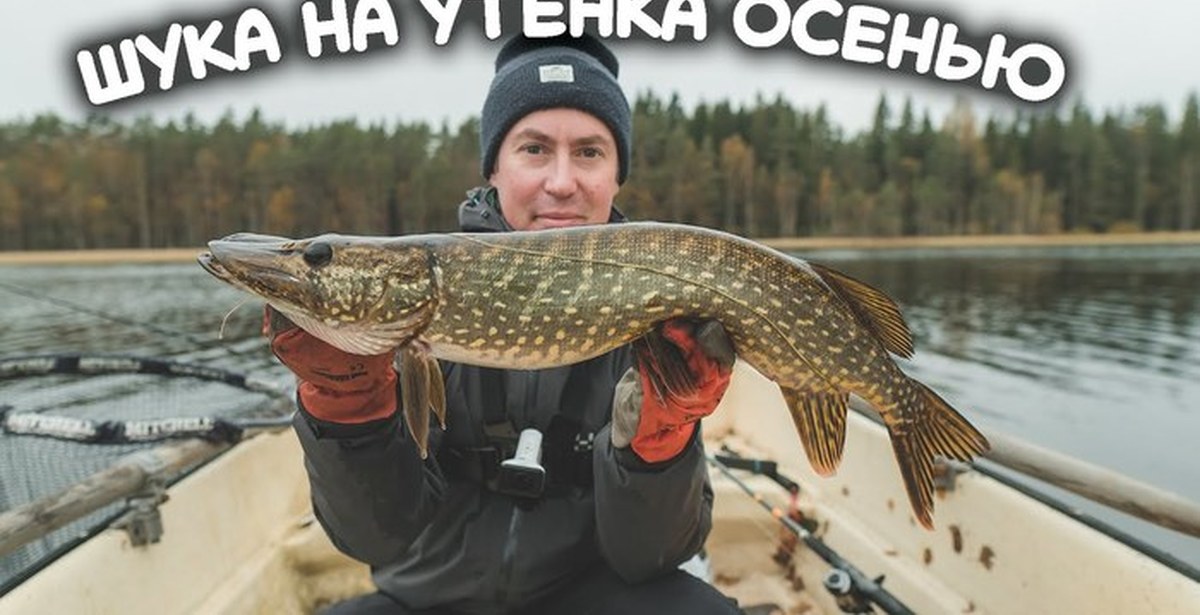 Рыбалка арты. Утенок на щуку. To paradise книга. Fishing stories. Fishing stories.
