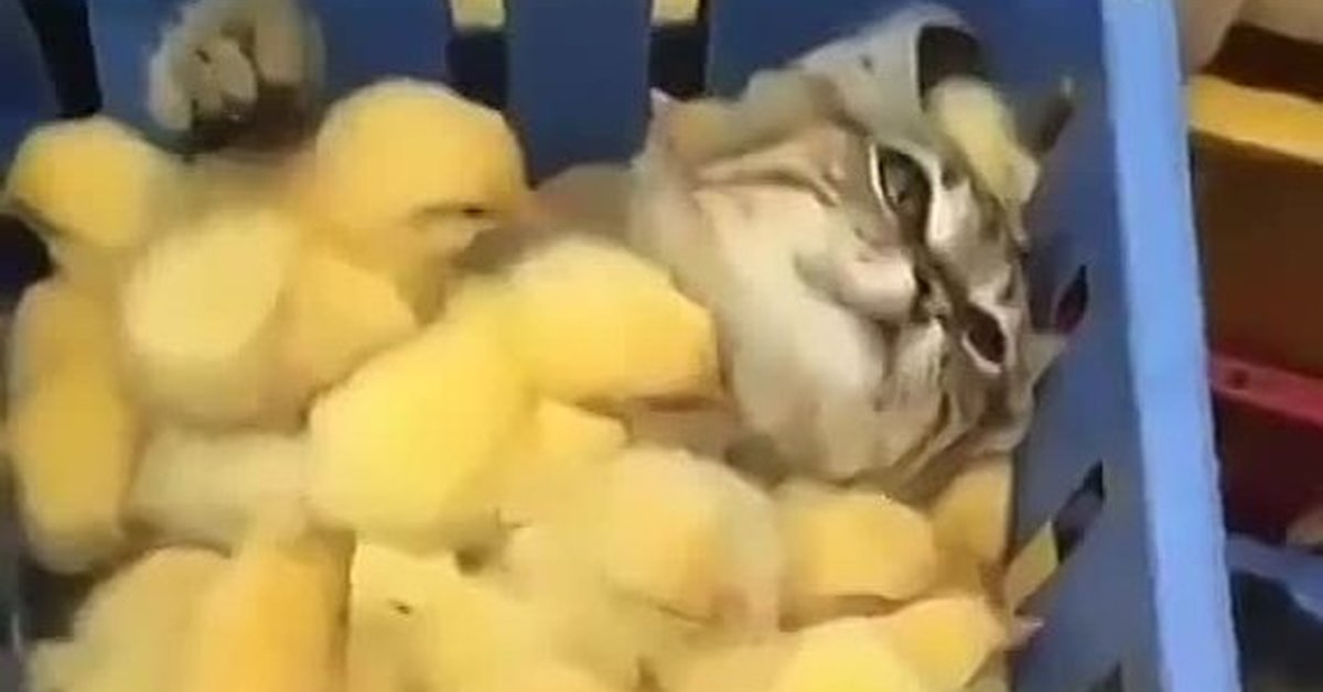 Кошка и цыпленок