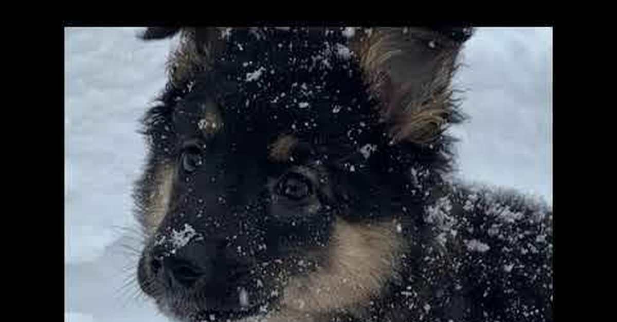 заходер песня бездомных собак. песня бездомных собак. бездомные собаки солнце. песня бездомных собак. гимн бездомных собак.