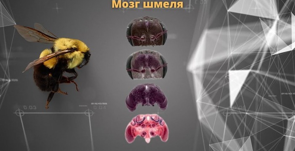 Интеллект насекомых. Интеллект насекомых. Интеллект насекомых. Мозг насекомых. Робот пчела для опыления.