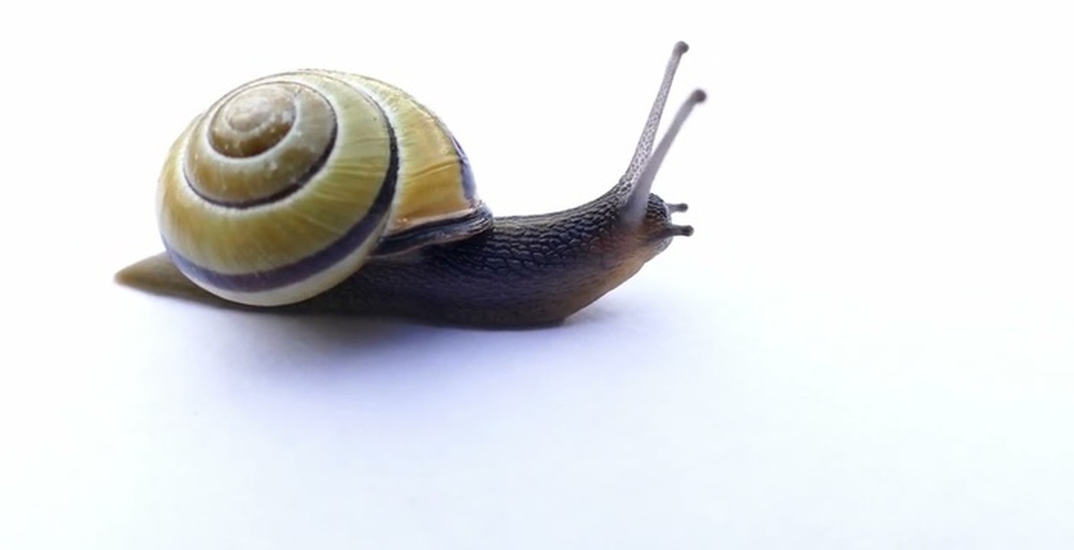 Брюхоногие полосатая улитка. Улитка 1 час. Большая улитка ахатина. Улитка обыкновенная. Улитка 1 час.