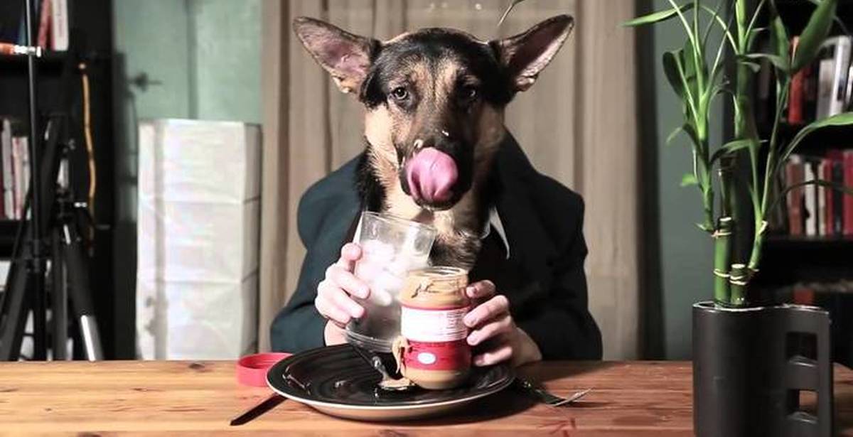 Собаки пьют чай. Собака в ресторане за столом. Пес за столом. Собака кушает за столом.
