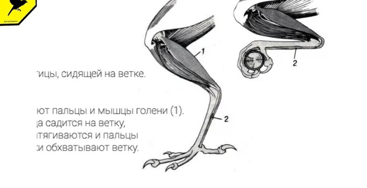 Особенности расположения строения и работы мышц птиц. Строение задней конечности птицы. Мускулатура конечностей птиц. Анатомия конечностей птицы. Строение птичьей лапы.