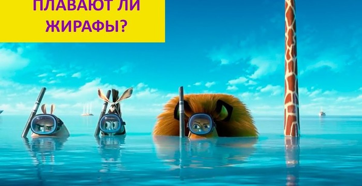 жирафы в бассейне. умеют ли жирафы плавать. жирафы плавают. жираф в бассейне. жираф плавает.