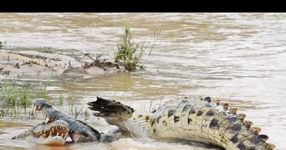 Shaman Eaten By Crocodile