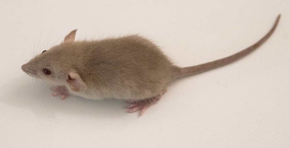 Звуки писк мышей слушать. Мышка Живая. Живые мыши для кота. Бегающая мышка для кошки. Мышь Живая бегуюшия.