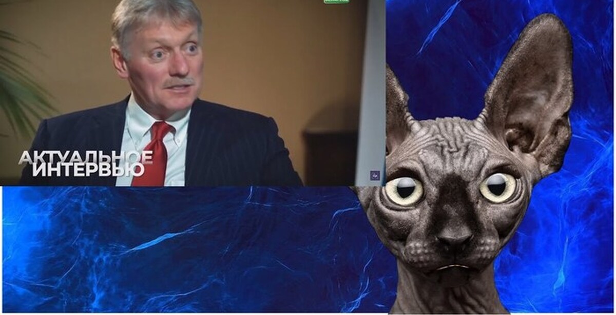 Кот костян телеграмм