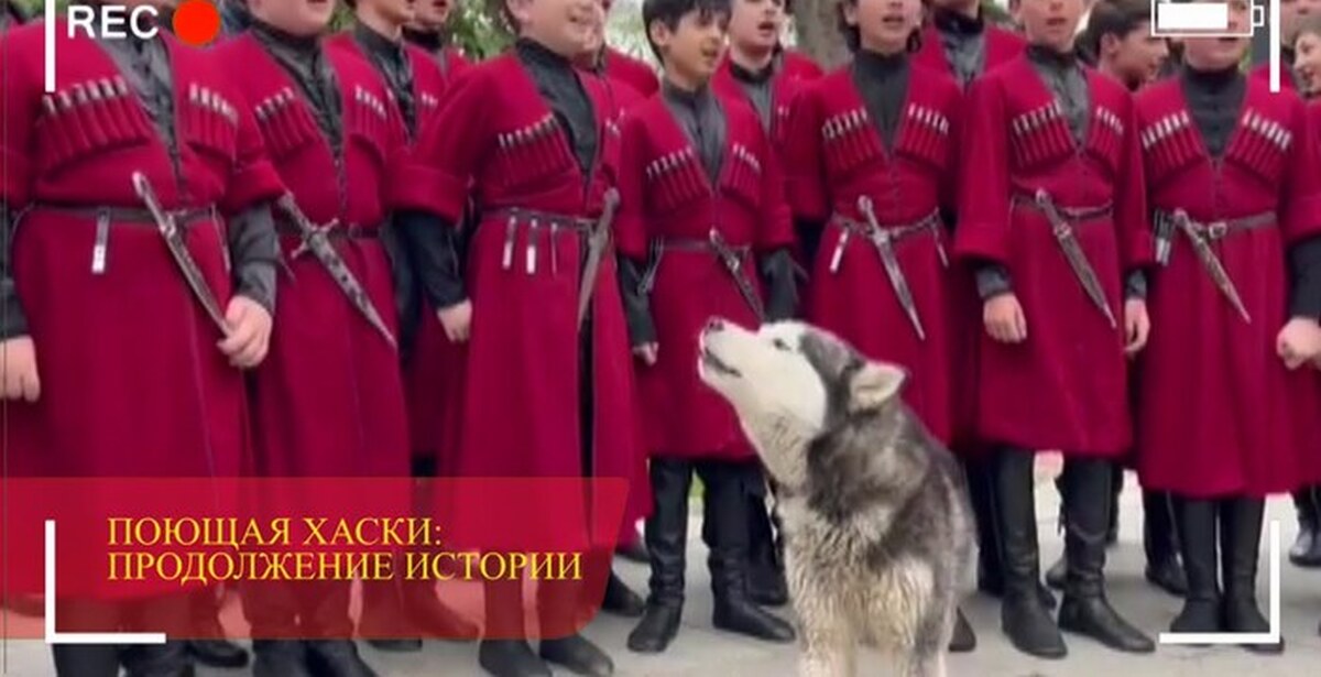 Объявление хаски поет. Тбилисская собака.