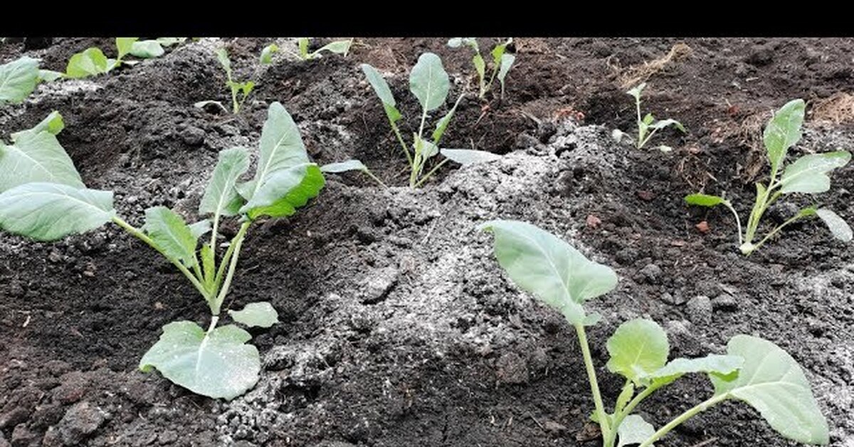 Что положить в лунку для капусты. Лунки под капусту. Огромная рассада. Варианты высадки капусты. Как выглядит рассада цветной капусты на ранней стадии.